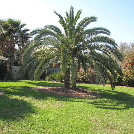 10 Canary Island Date Palm Seeds - Seed World