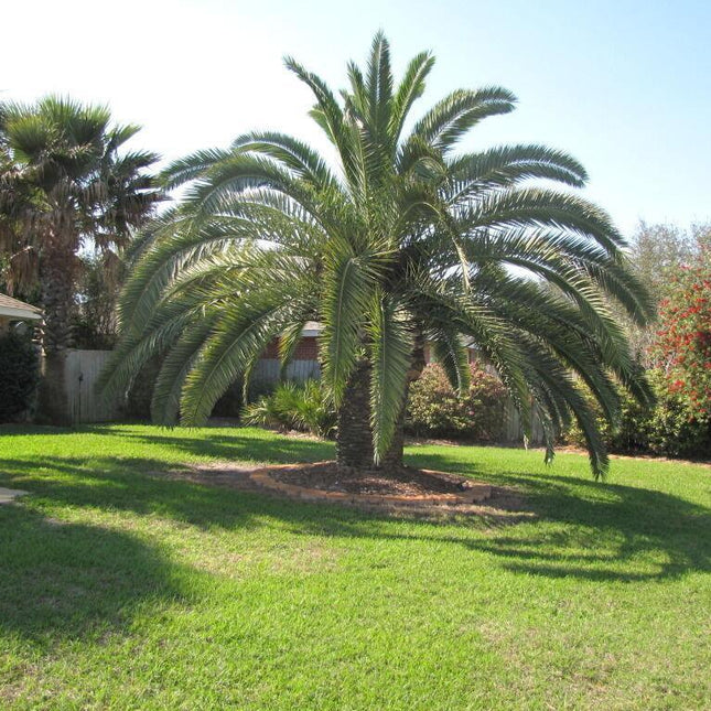 10 Canary Island Date Palm Seeds - Seed World