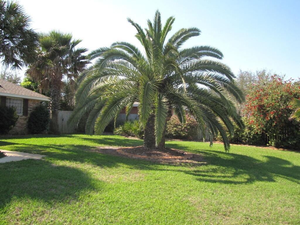 10 Canary Island Date Palm Seeds - Seed World