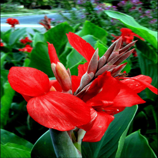 12 Canna Lily Seeds - Seed World
