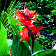 12 Canna Lily Seeds - Seed World