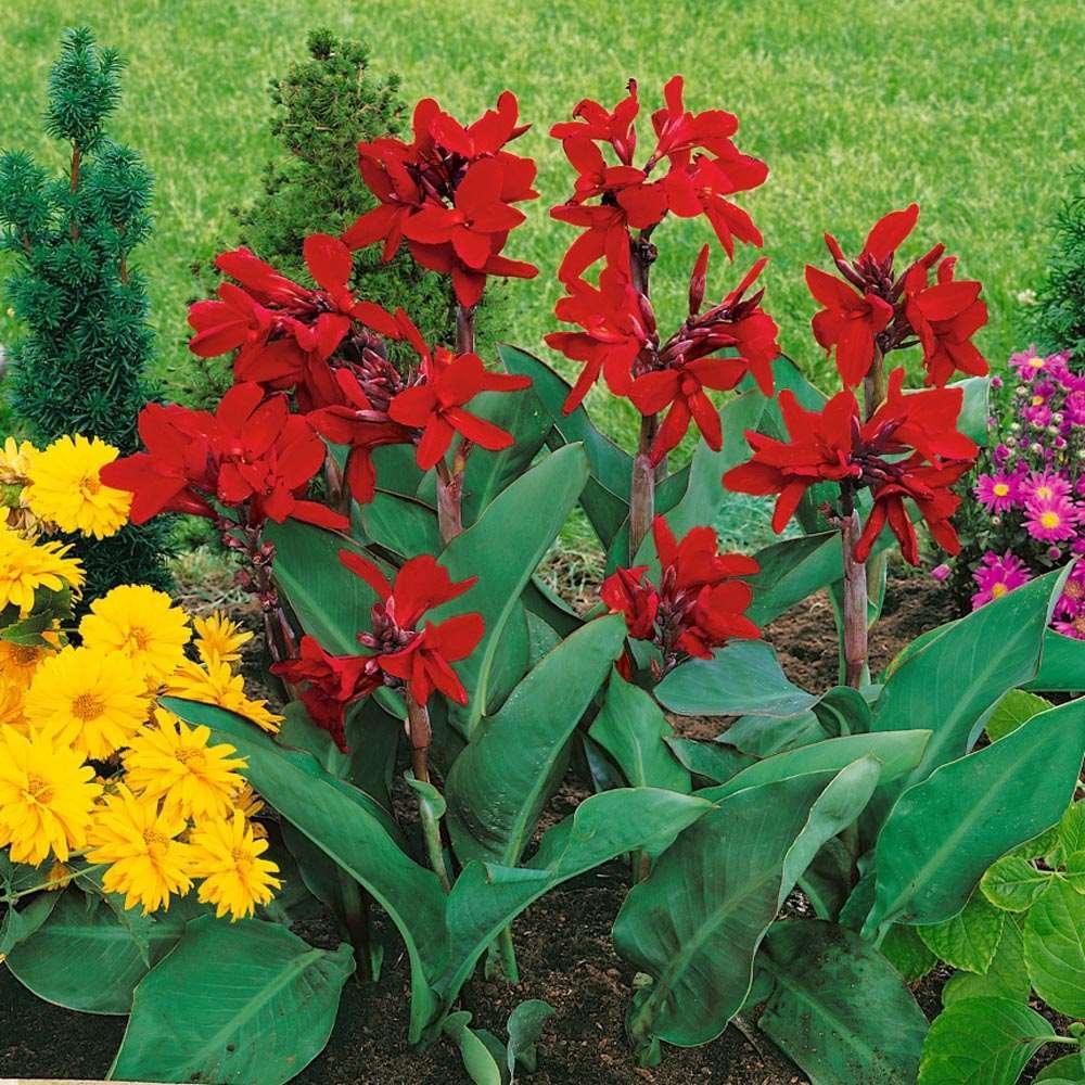 12 Canna Lily Seeds - Seed World