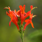 10 Cape Honeysuckle - Tecoma Capensis Seeds - Seed World