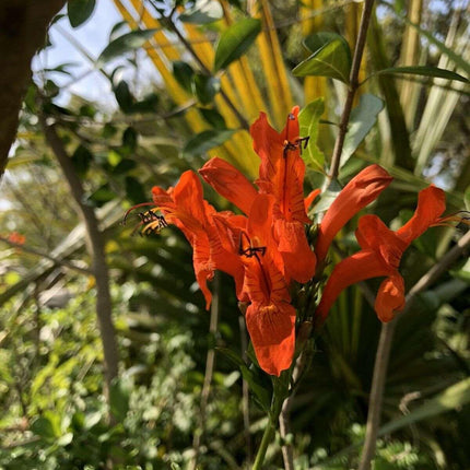 10 Cape Honeysuckle - Tecoma Capensis Seeds - Seed World
