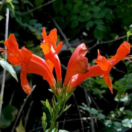 10 Cape Honeysuckle - Tecoma Capensis Seeds - Seed World