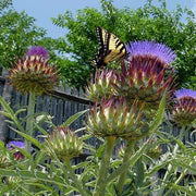 10 Cardoon (Cynara Cardunculus) Seeds - Seed World