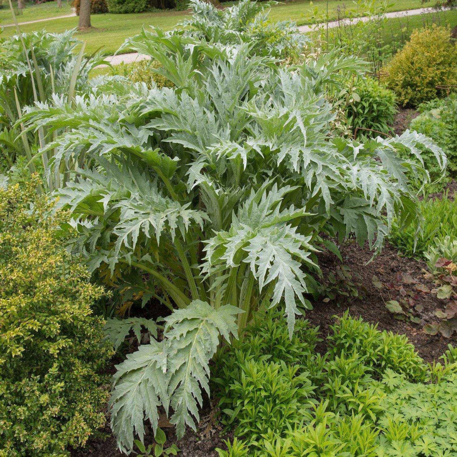 10 Cardoon (Cynara Cardunculus) Seeds - Seed World