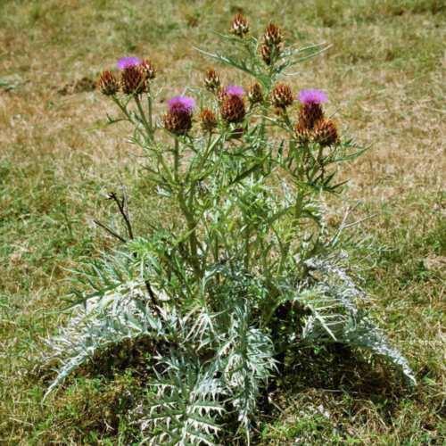 10 Cardoon (Cynara Cardunculus) Seeds - Seed World