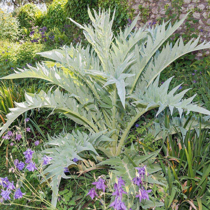 10 Cardoon Seeds – Cynara Cardunculus for Edible Ornamental Growth - Seed World