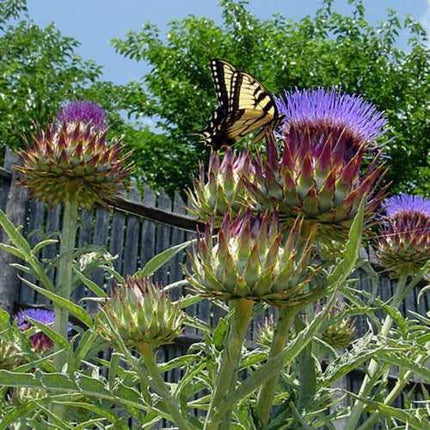 10 Cardoon Seeds – Cynara Cardunculus for Edible Ornamental Growth - Seed World