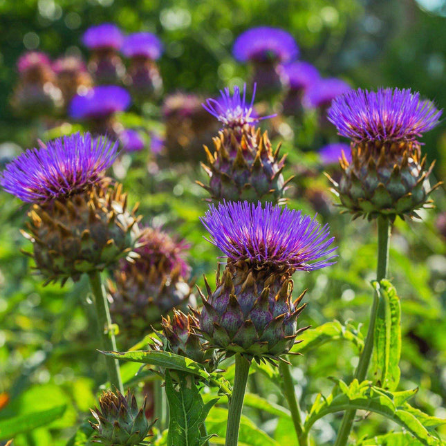 10 Cardoon Seeds – Cynara Cardunculus for Edible Ornamental Growth - Seed World