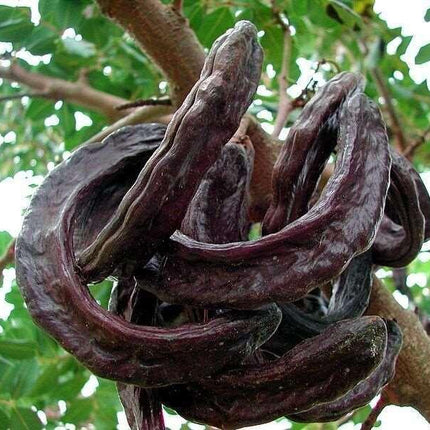10 Carob Tree - Ceratonia siliqua Tree Seeds - Seed World