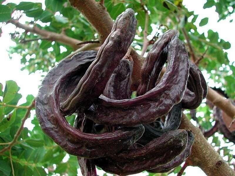 10 Carob Tree - Ceratonia siliqua Tree Seeds - Seed World