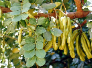 10 Carob Tree - Ceratonia siliqua Tree Seeds - Seed World