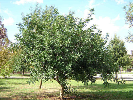 10 Carob Tree - Ceratonia siliqua Tree Seeds - Seed World
