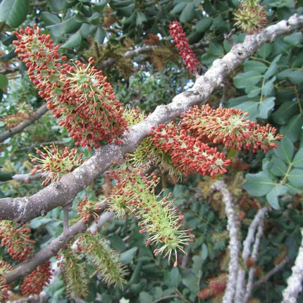 10 Carob Tree - Ceratonia siliqua Tree Seeds - Seed World