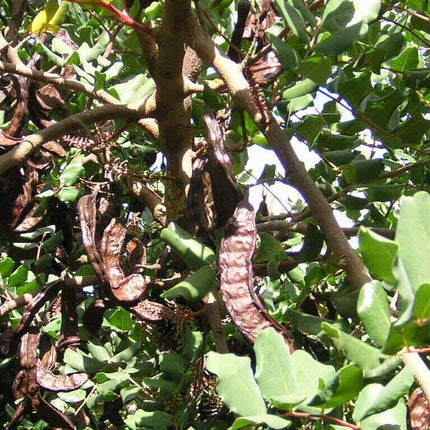 10 Carob Tree - Ceratonia siliqua Tree Seeds - Seed World
