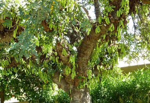 10 Carob Tree - Ceratonia siliqua Tree Seeds - Seed World