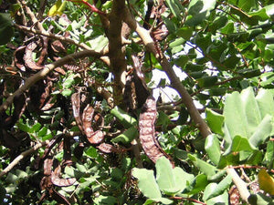 10 Carob Tree - Ceratonia siliqua Tree Seeds - Seed World