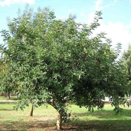 10 Carob Tree - Ceratonia siliqua Tree Seeds - Seed World