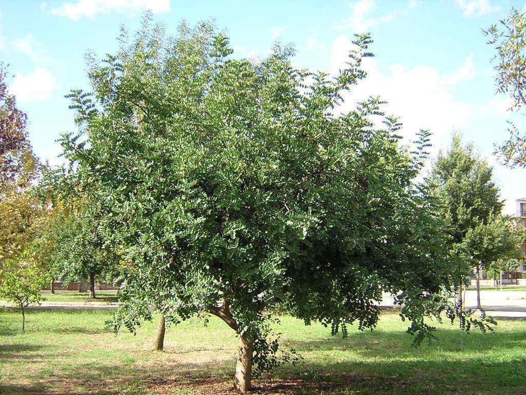 10 Carob Tree - Ceratonia siliqua Tree Seeds - Seed World