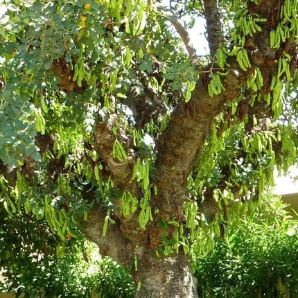 10 Carob Tree - Ceratonia siliqua Tree Seeds - Seed World