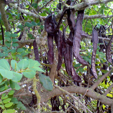10 Carob Tree - Ceratonia siliqua Tree Seeds - Seed World
