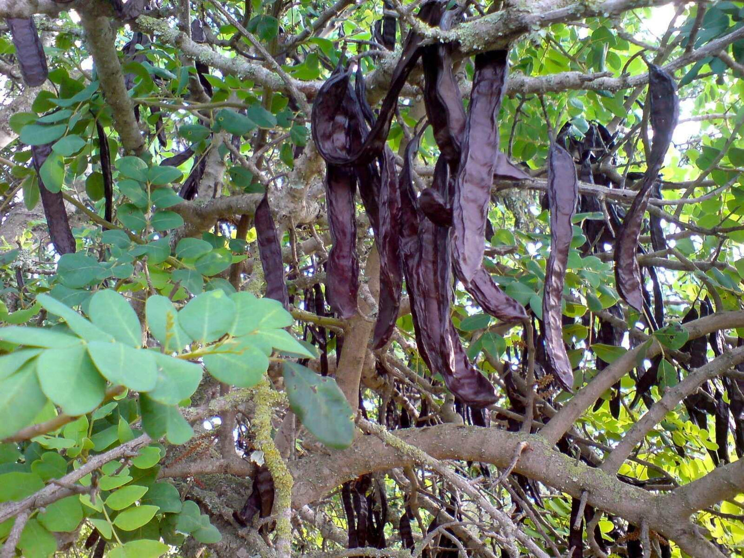 10 Carob Tree - Ceratonia siliqua Tree Seeds - Seed World