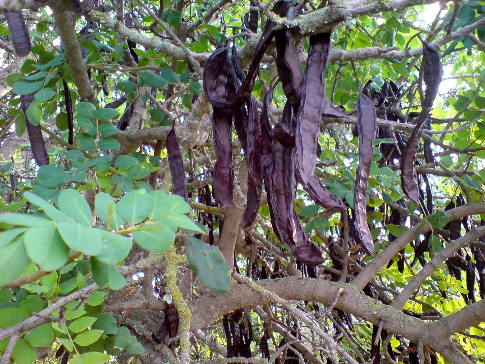 10 Carob Tree - Ceratonia siliqua Tree Seeds - Seed World