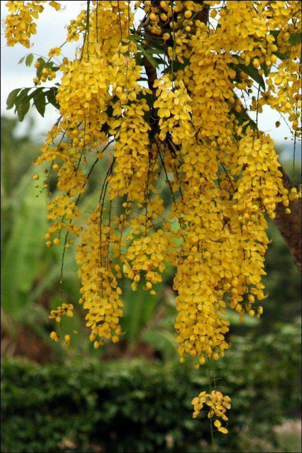 10 Cassia fistula Seeds – Indian Laburnum Tree Seeds - Seed World