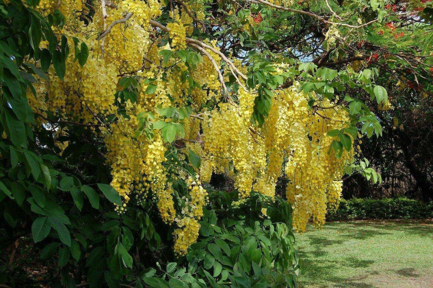 10 Cassia fistula Seeds – Indian Laburnum Tree Seeds - Seed World