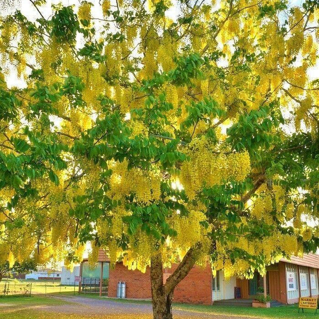10 Cassia fistula Seeds – Indian Laburnum Tree Seeds - Seed World
