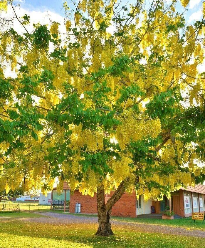 10 Cassia fistula Seeds – Indian Laburnum Tree Seeds - Seed World