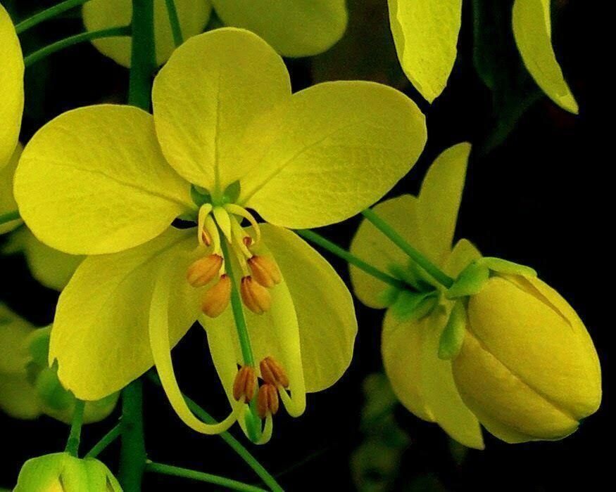 10 Cassia fistula Seeds – Indian Laburnum Tree Seeds - Seed World
