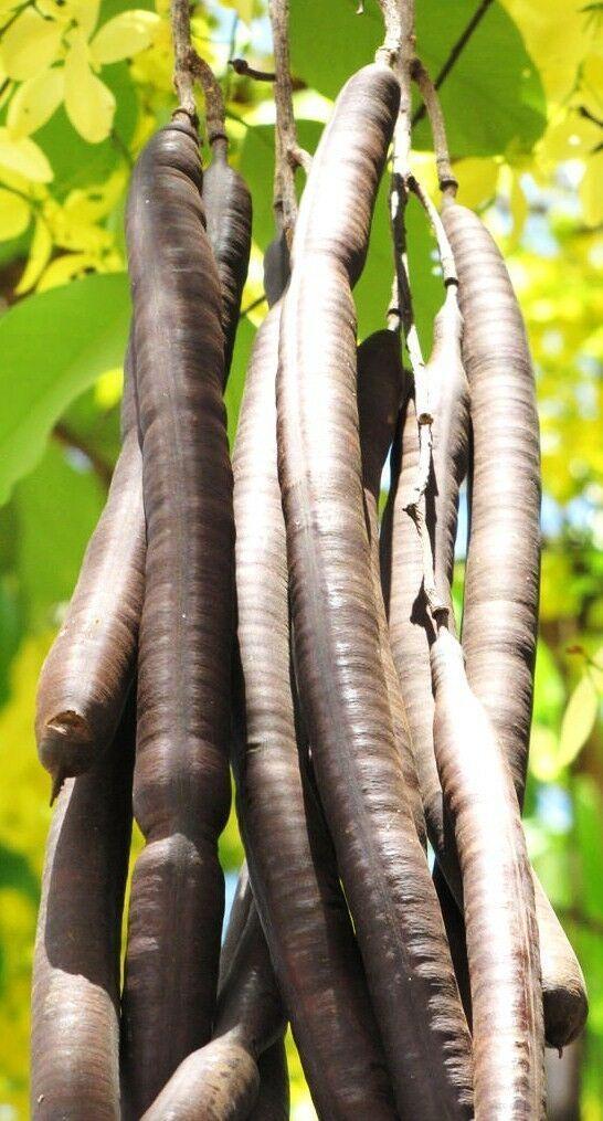 10 Cassia fistula Seeds – Indian Laburnum Tree Seeds - Seed World