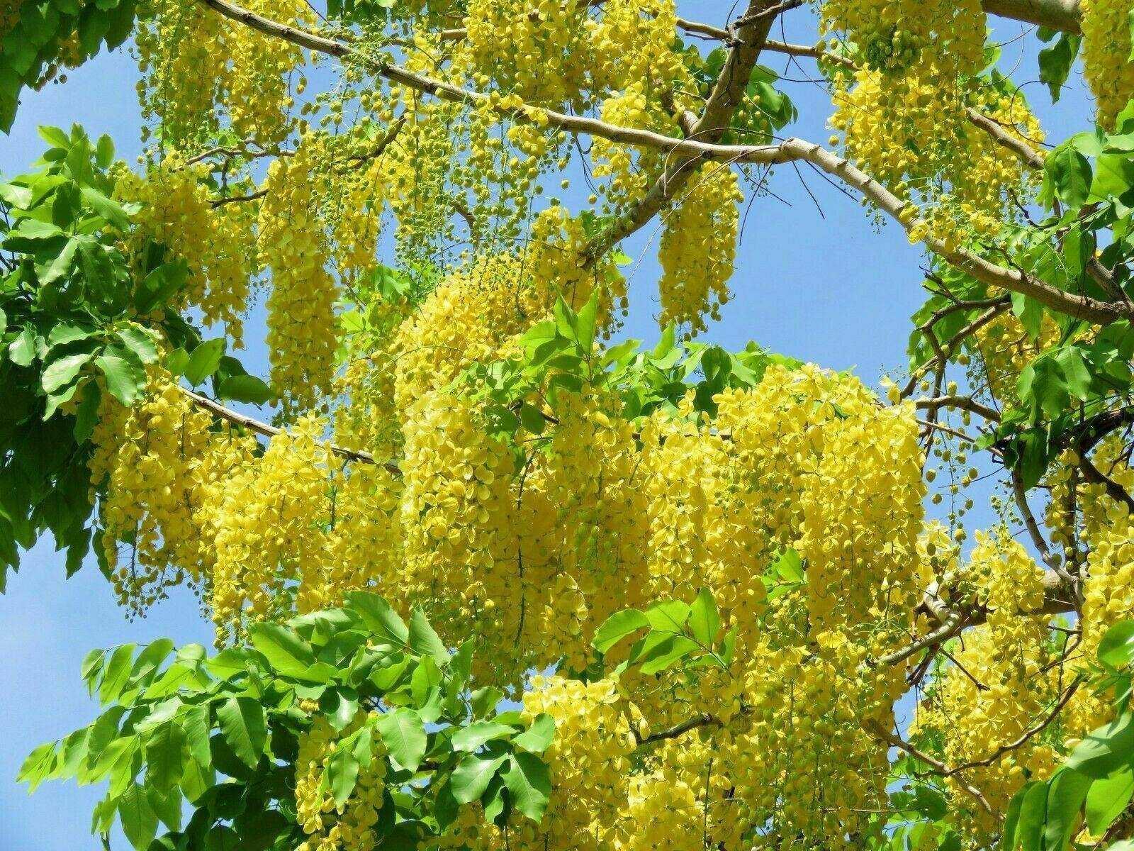 10 Cassia fistula Seeds – Indian Laburnum Tree Seeds - Seed World