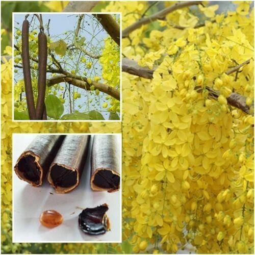 10 Cassia fistula Seeds – Indian Laburnum Tree Seeds - Seed World