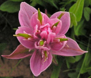 10 Castilleja rhexifolia Rosy Paintbrush Seeds - Seed World