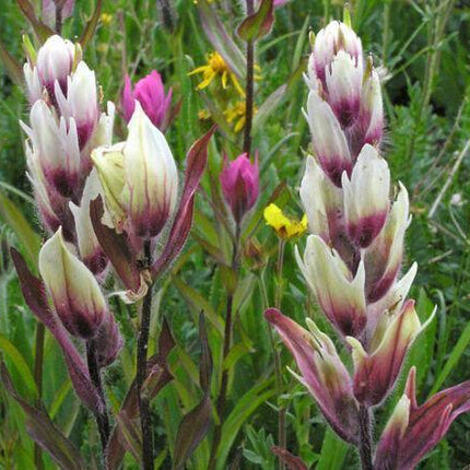 10 Castilleja rhexifolia Rosy Paintbrush Seeds - Seed World