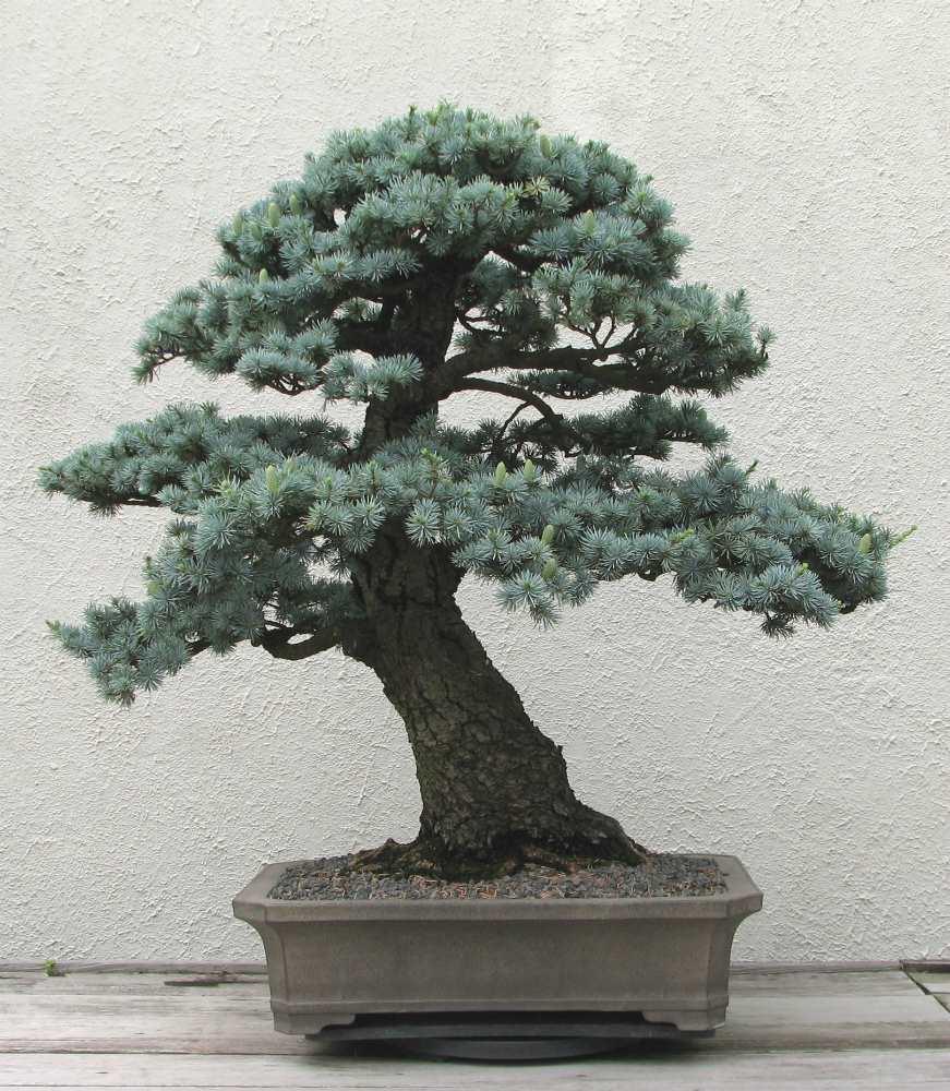 10 Cedrus Deodara Seeds - Himalayan Cedar - Seed World