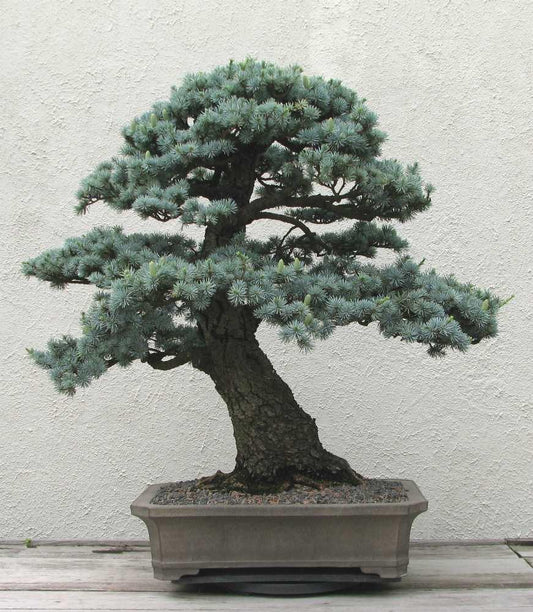 10 Cedrus Deodara Seeds - Himalayan Cedar - Seed World