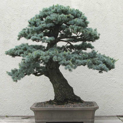 10 Cedrus Deodara Seeds - Himalayan Cedar - Seed World