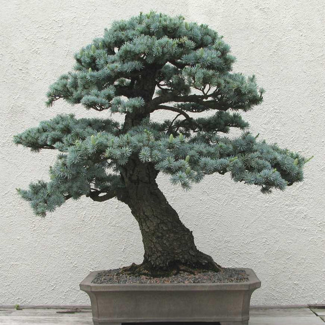 10 Cedrus Deodara Seeds - Himalayan Cedar - Seed World