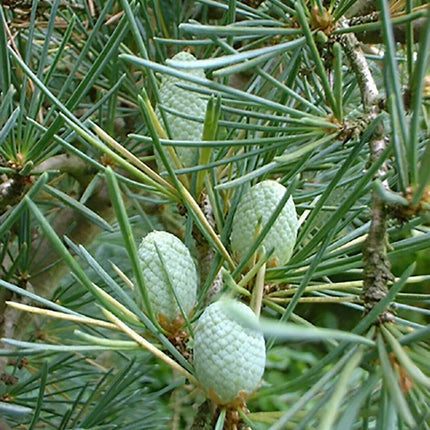 10 Cedrus Deodara Seeds - Himalayan Cedar - Seed World