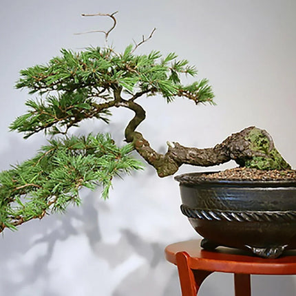 10 Cedrus Deodara Seeds - Himalayan Cedar - Seed World