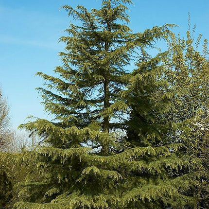 10 Cedrus Deodara Seeds - Himalayan Cedar - Seed World
