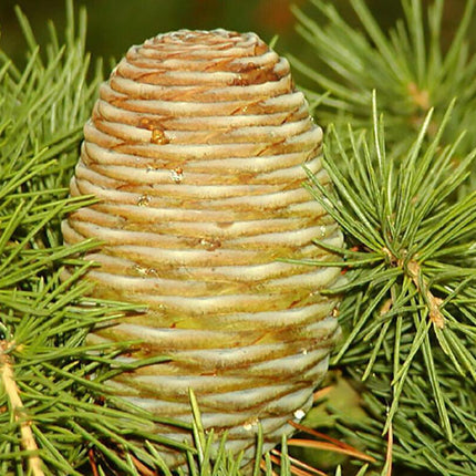 10 Cedrus Deodara Seeds - Himalayan Cedar - Seed World