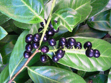 10 Cherry Laurel (Prunus Laurocerasus) Seeds - Seed World