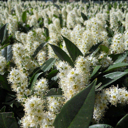10 Cherry Laurel (Prunus Laurocerasus) Seeds - Seed World