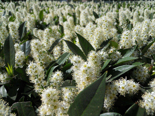 10 Cherry Laurel (Prunus Laurocerasus) Seeds - Seed World